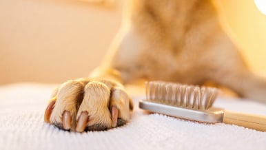 Vetcall24